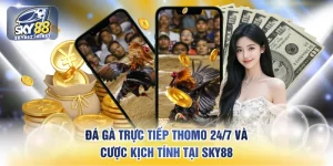 Đá gà trực tiếp Thomo 24/7