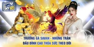 Trường gà savan